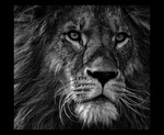 Dangerous Lion Dangerous Lion